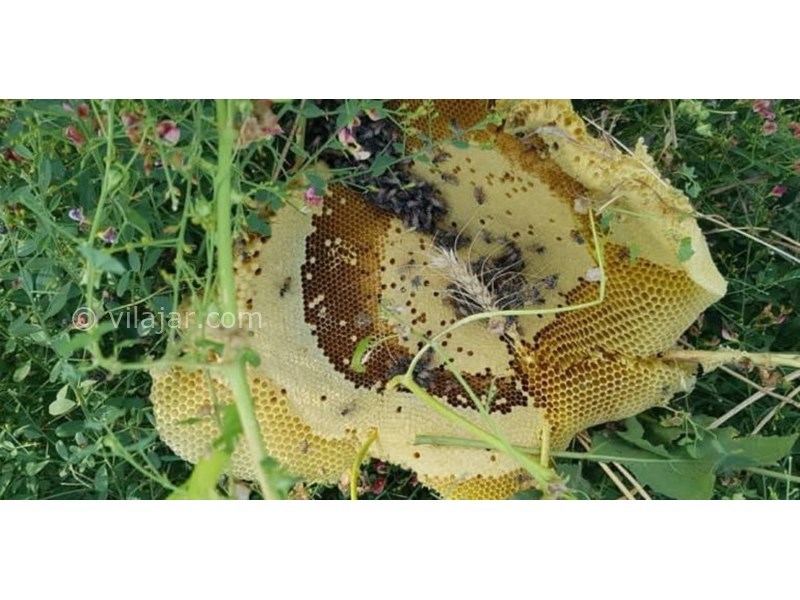 عکس شماره 625803 - اقامتگاه بوم گردی آدور - 