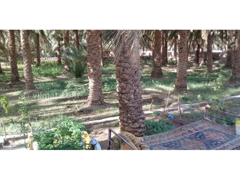 عکس شماره 626083 - اقامتگاه بوم گردی نخلستان - 