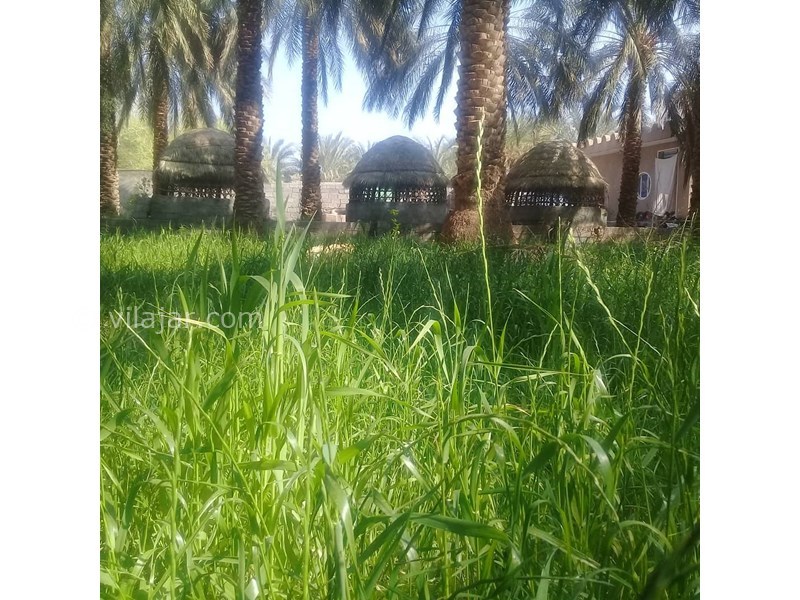 عکس شماره 626912 - اقامتگاه بوم گردی نخلستان - 