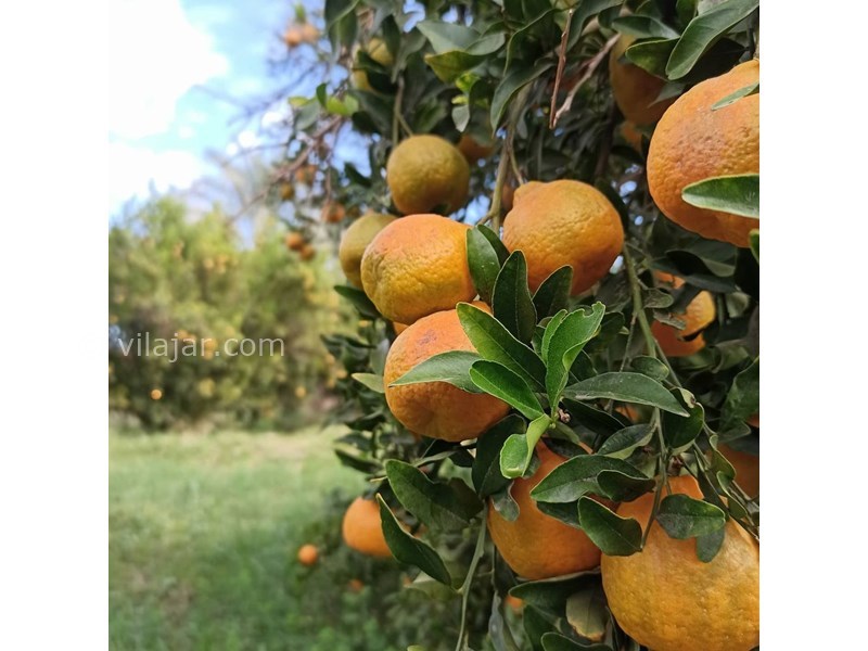 عکس شماره 626913 - اقامتگاه بوم گردی نخلستان - 