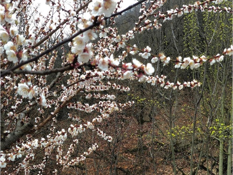 عکس شماره 627039 - اجاره ویلا در علی آباد کتول -