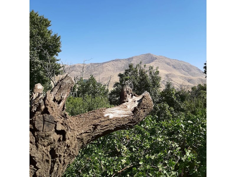 عکس شماره 627208 - خانه بومی زران -