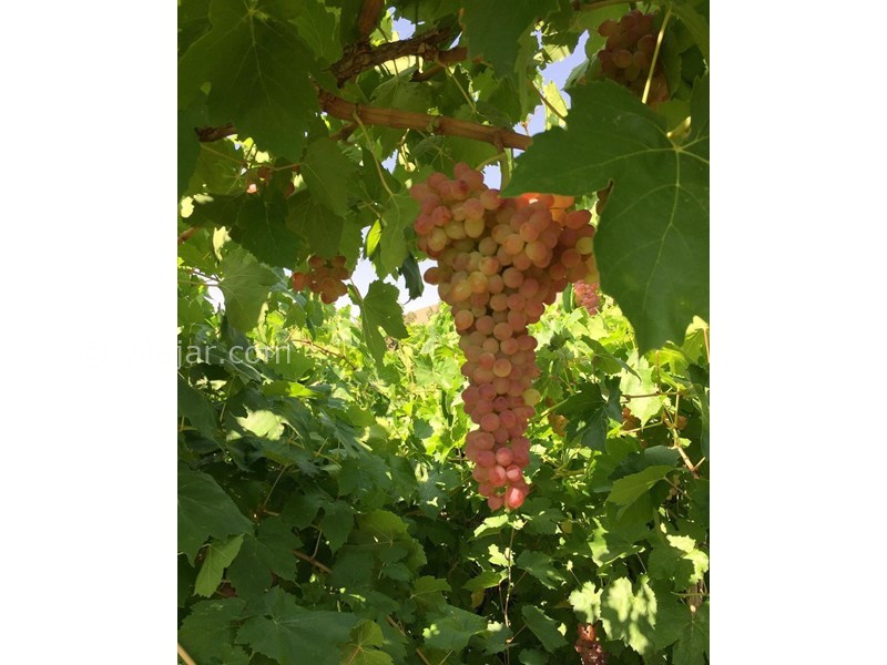 عکس شماره 627209 - خانه بومی زران -