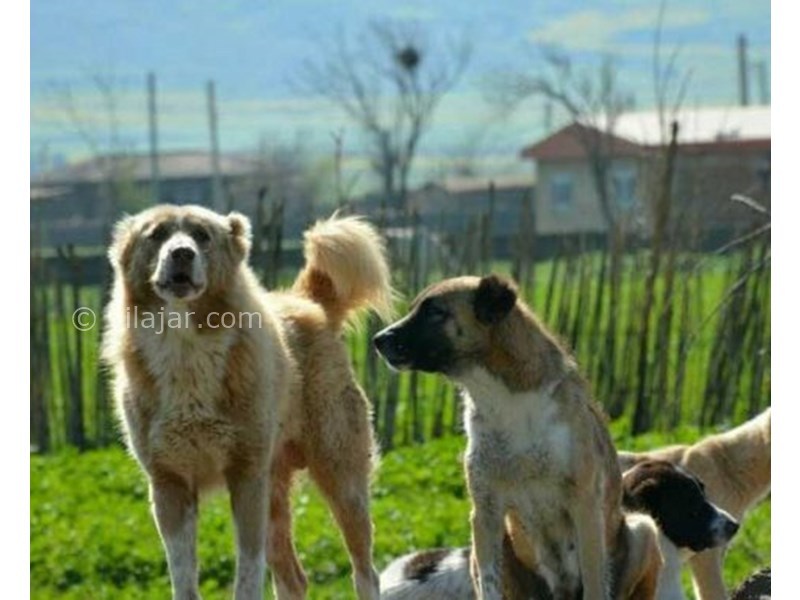 عکس شماره 627830 - اقامتگاه بوم گردی ترکمن ایل -