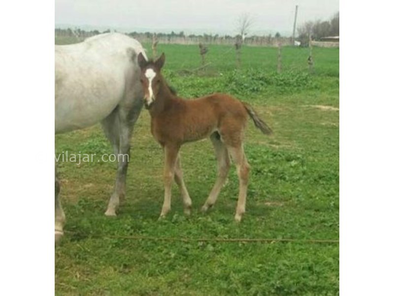 عکس شماره 627831 - اقامتگاه بوم گردی ترکمن ایل -