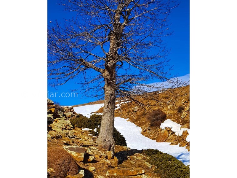 عکس شماره 627851 - اقامتگاه بوم گردی قیچ قلعه - 