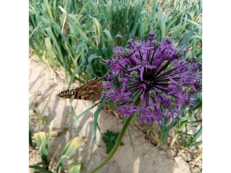 عکس شماره 627866 - اقامتگاه بوم گردی یوزگشت - 