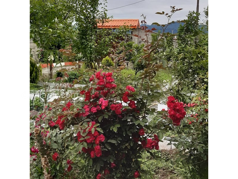 عکس شماره 627935 - اجاره کلبه چوبی در تالش - 