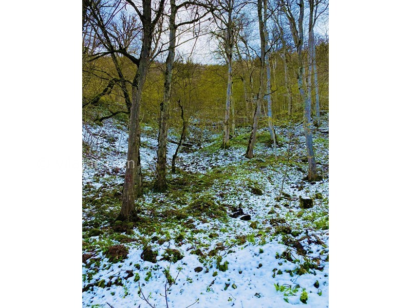 عکس شماره 628117 - کلبه اقامتی نیسا - 