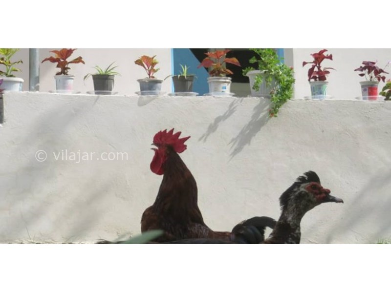 عکس شماره 628147 - اقامتگاه بوم گردی بام های سفالی - 