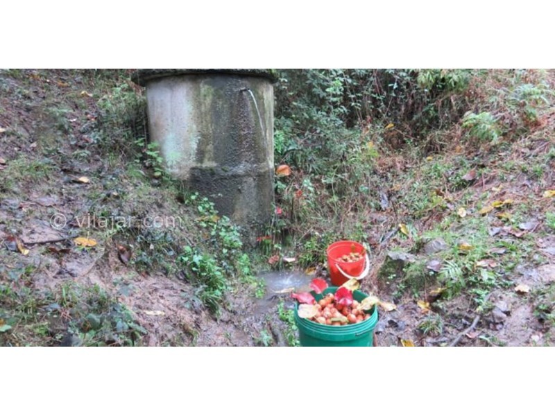 عکس شماره 628151 - اقامتگاه بوم گردی بام های سفالی - 