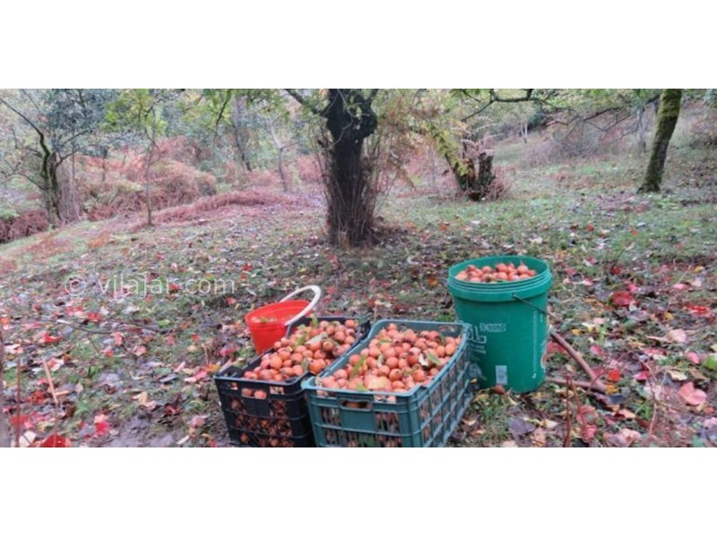 عکس شماره 628152 - اقامتگاه بوم گردی بام های سفالی - 