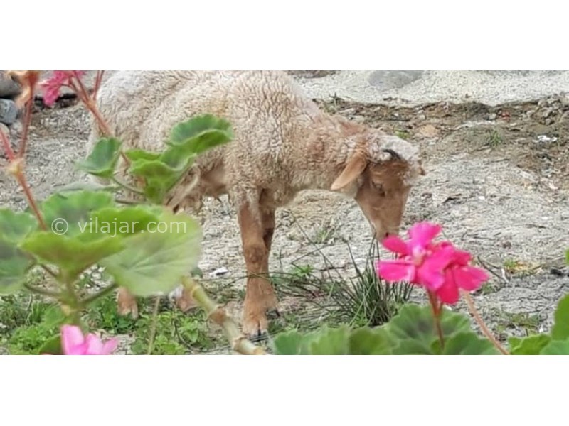 عکس شماره 628284 - اقامتگاه بومگردی گلناز -