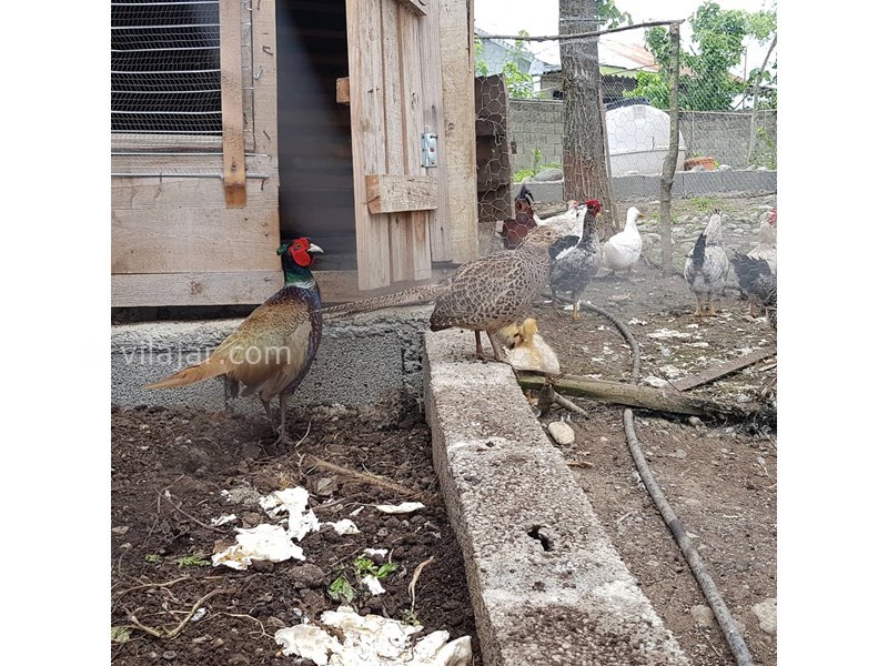 عکس شماره 628711 - اقامتگاه بومگردی گلناز -