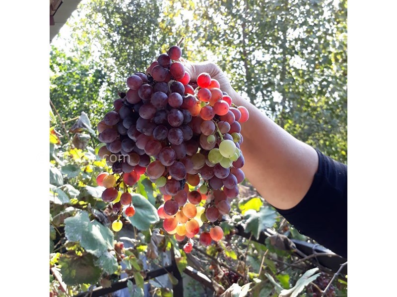 عکس شماره 629168 - اقامتگاه بوم گردی بومیت - 