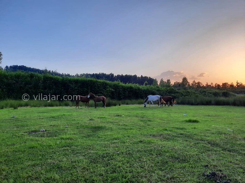 عکس شماره 629506 - اقامتگاه بومگردی ماسو - 