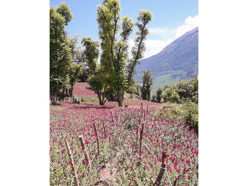 عکس شماره 629531 - اقامتگاه بوم گردی می شیم - 