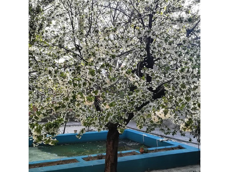 عکس شماره 629542 - اقامتگاه بومگردی خانه گردو - 