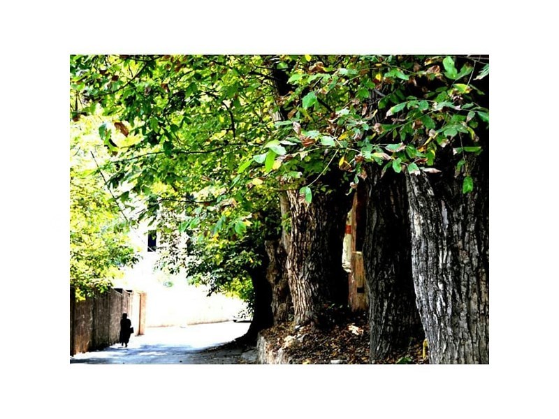 عکس شماره 629550 - اقامتگاه بومگردی خانه گردو - 