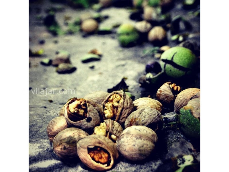 عکس شماره 629552 - اقامتگاه بومگردی خانه گردو - 