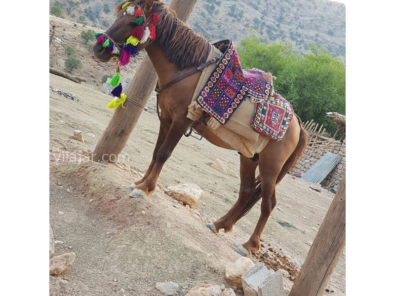 عکس شماره 629892 - اقامتگاه بومگردی عشایری پاپیلا - 