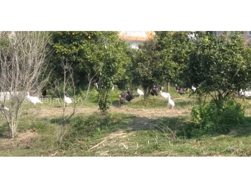 عکس شماره 631019 - اقامتگاه بومگردی سرای رستم - 