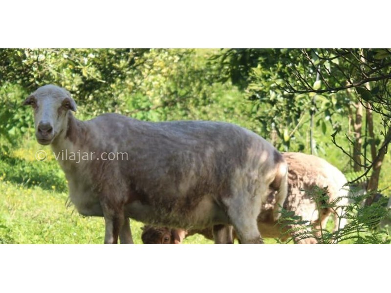 عکس شماره 631027 - اقامتگاه بومگردی سرای رستم - 