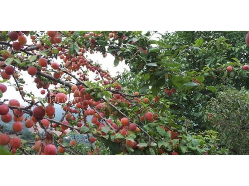 عکس شماره 631063 - اقامتگاه بوم گردی سنام - 