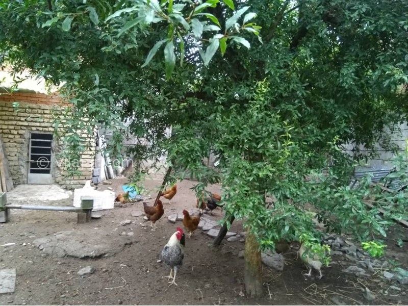 عکس شماره 631496 - اقامتگاه بومگردی سرای رستم - 