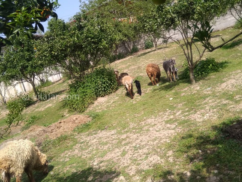 عکس شماره 631497 - اقامتگاه بومگردی سرای رستم - 