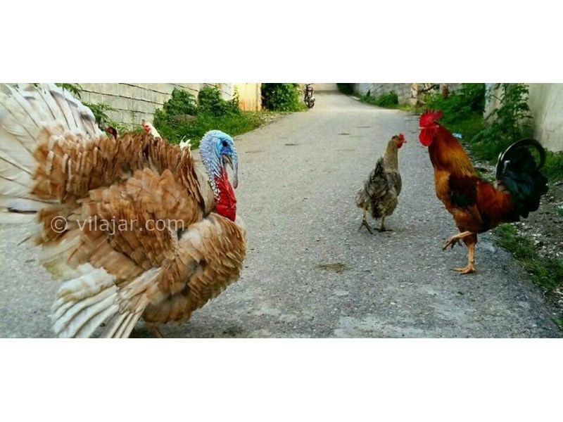 عکس شماره 631666 - اقامتگاه بوم گردی مرس سی - 