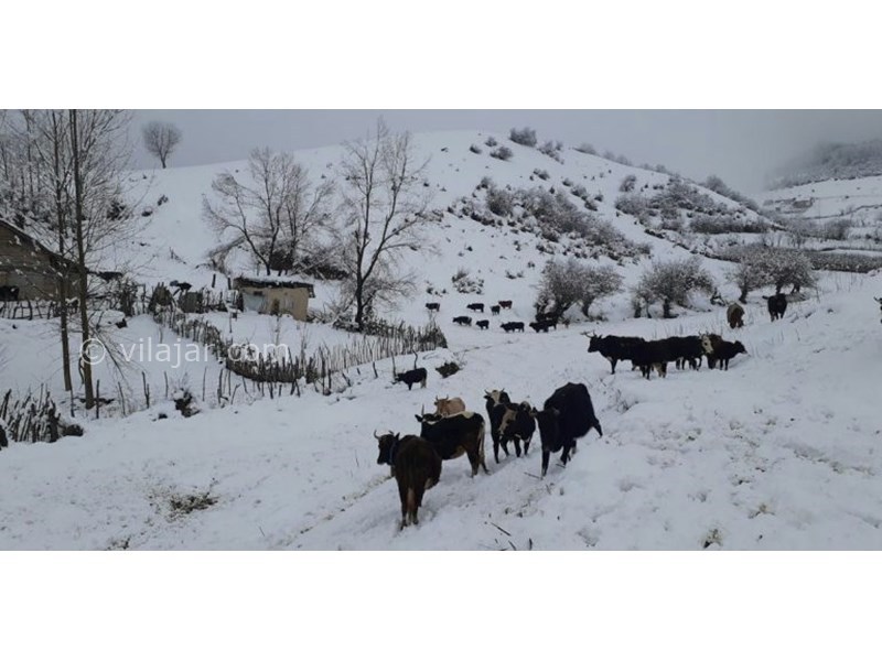 عکس شماره 631679 - اقامتگاه بوم گردی مرس سی - 