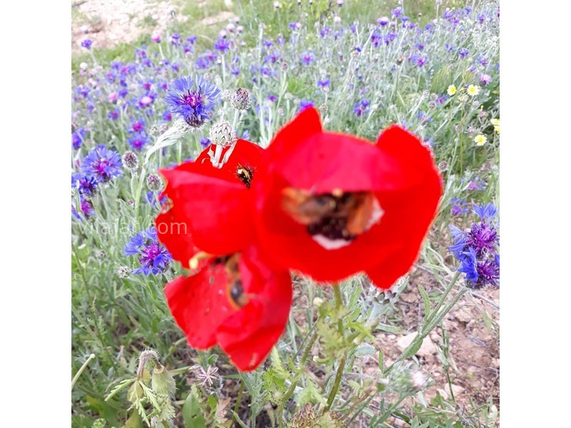 عکس شماره 631689 - اقامتگاه بوم گردی سورت - 