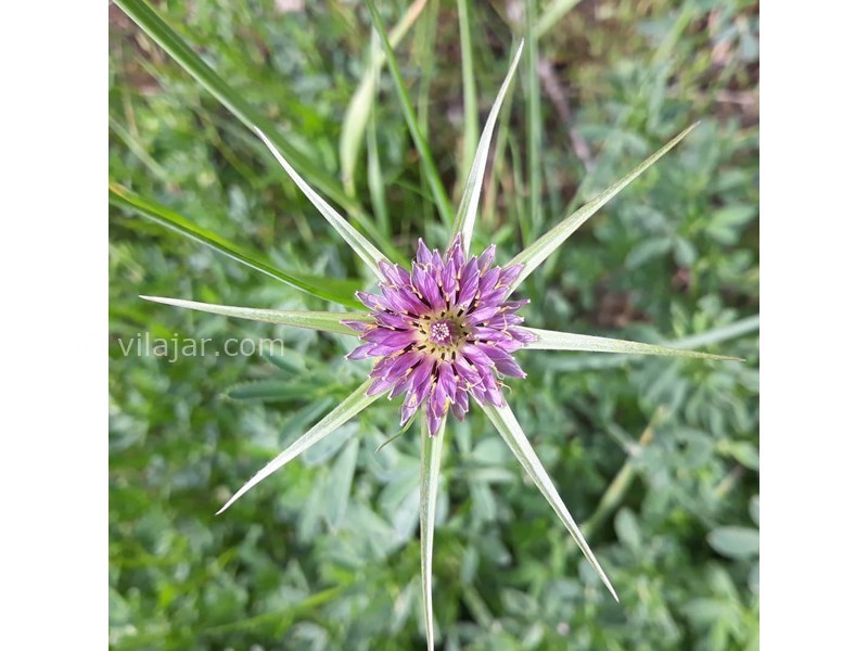 عکس شماره 631690 - اقامتگاه بوم گردی سورت - 