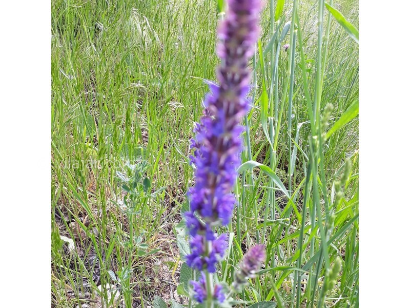 عکس شماره 631691 - اقامتگاه بوم گردی سورت - 