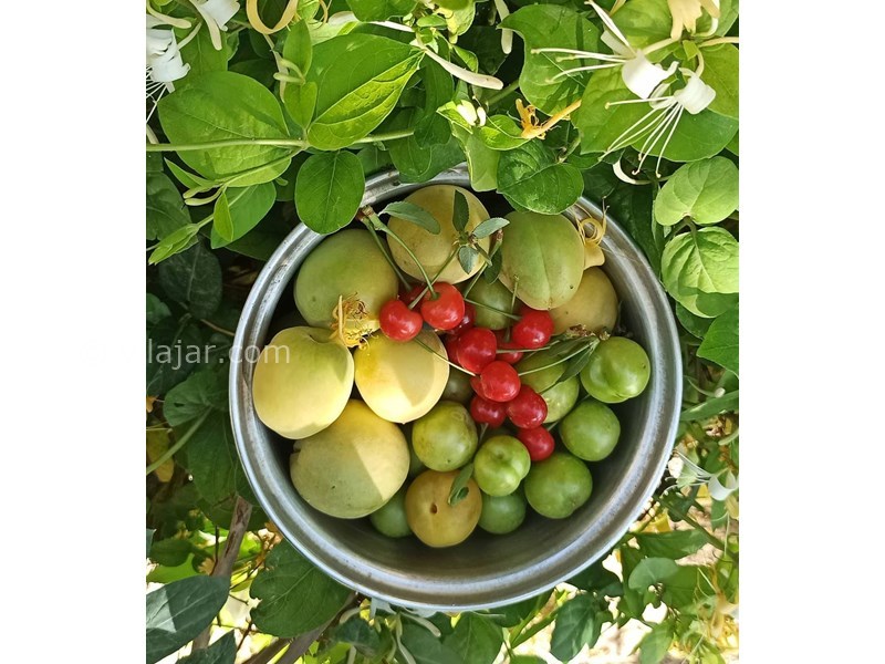 عکس شماره 632008 - اقامتگاه بوم گردی سن ایک کهک - 