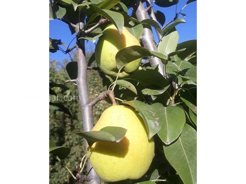 عکس شماره 632024 - اقامتگاه بوم گردی سورت - 