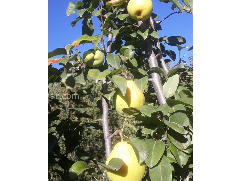 عکس شماره 632027 - اقامتگاه بوم گردی سورت - 