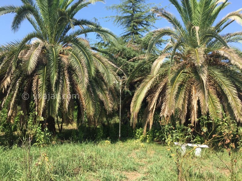 عکس شماره 633002 - اجاره ویلا در شمال گیلان - 