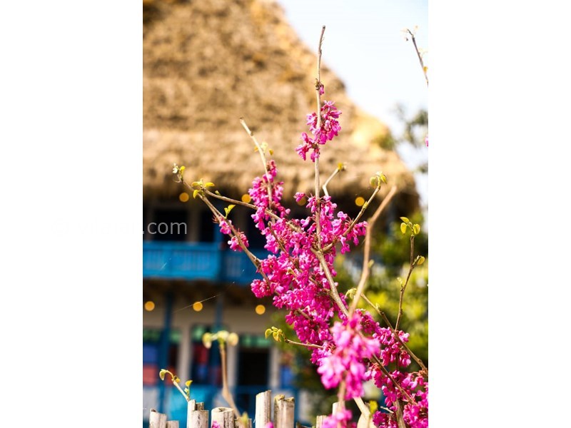 عکس شماره 633032 - اقامتگاه بومگردی الاسوسو - 