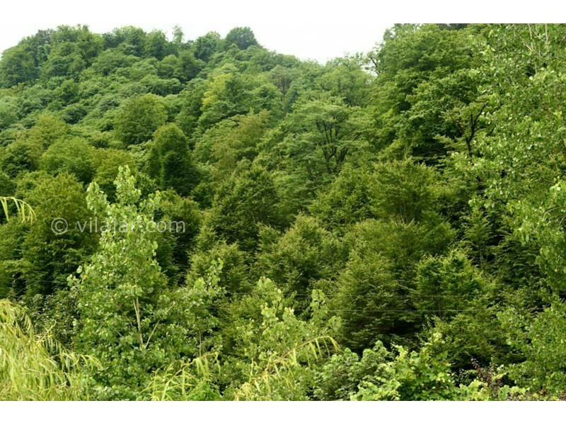 عکس شماره 634092 - اجاره ویلا جنگلی قلعه رودخان - 