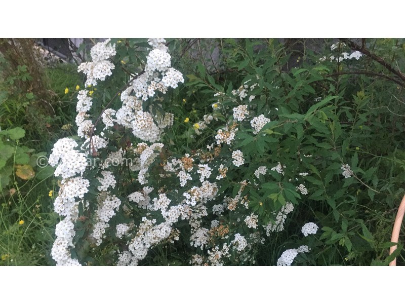 عکس شماره 634534 - اجاره ویلا در ماسال اولم - 