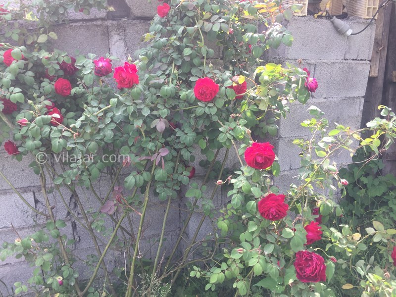 عکس شماره 634538 - اجاره ویلا در ماسال اولم - 