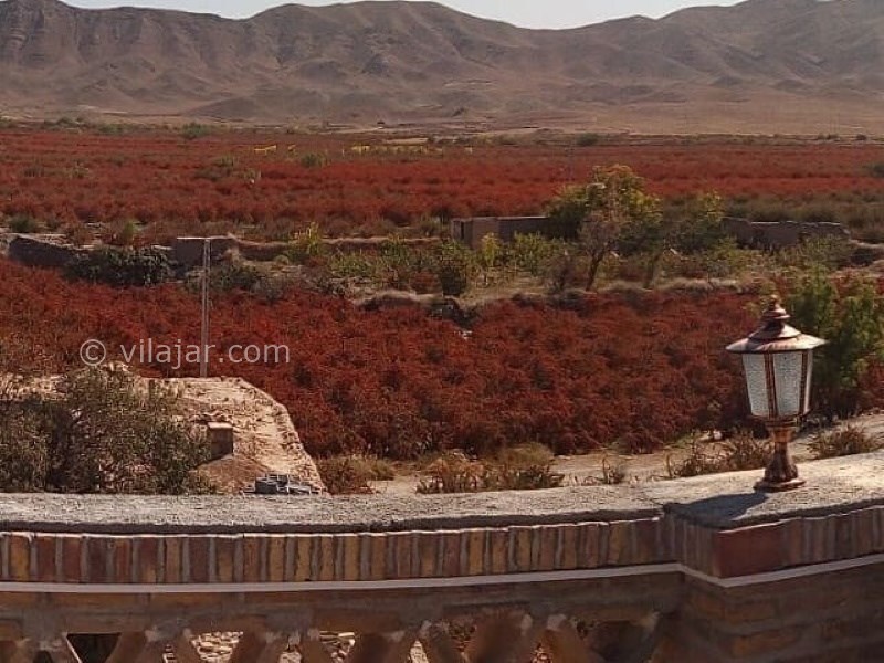 عکس شماره 637304 - اقامتگاه سرای حاجی احمد - درختان زرشک روستای افین