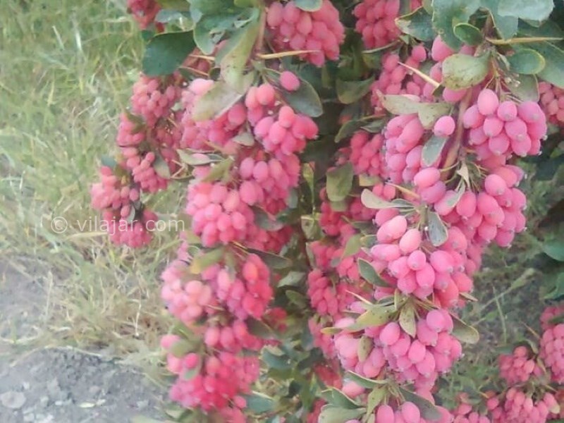 عکس شماره 637306 - اقامتگاه سرای حاجی احمد - 