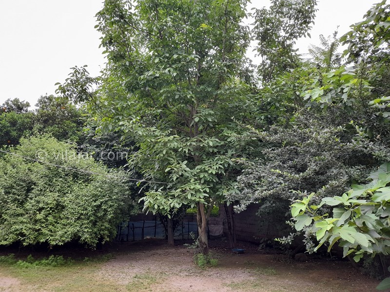 عکس شماره 637827 - اجاره کلبه در ماسال - 