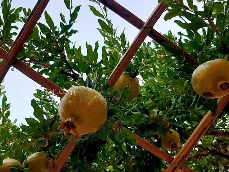 عکس شماره 639555 - اقامتگاه بوم گردی ماچلوس - 