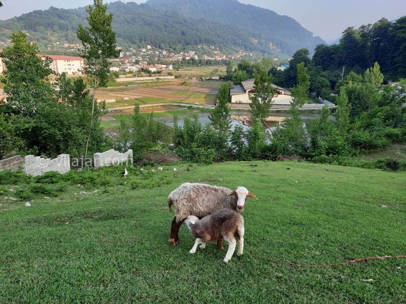 عکس شماره 640564 - اجاره ویلا در سوادکوه شیرگاه - تپه جلوی. ویلا