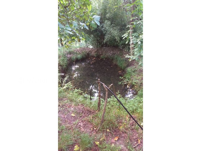 عکس شماره 640716 - اجاره کلبه جنگلی در سنگچال - برکه کنار کلبه