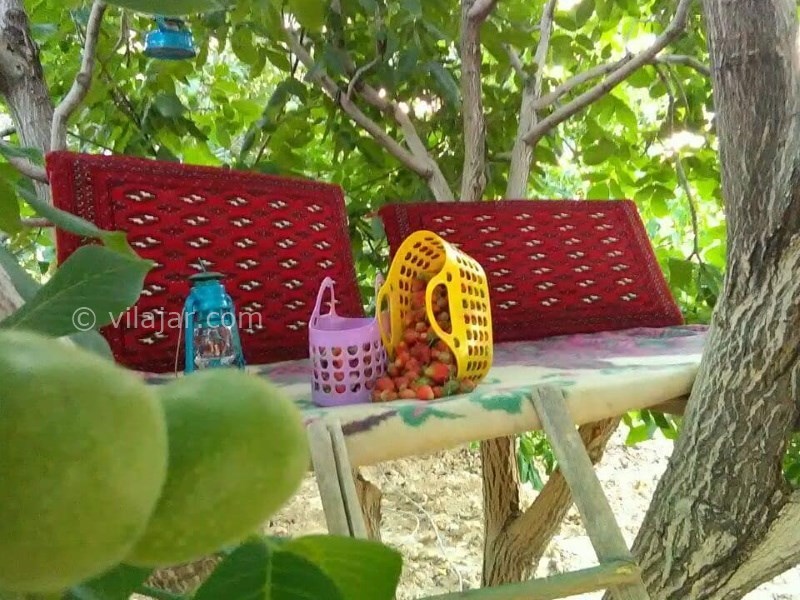 عکس شماره 640868 - اقامتگاه بوم گردی چشمه پیتا - میوه های ارگانیک از محصولات اقامتگاه